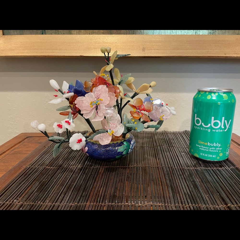 Medium size Jade tree